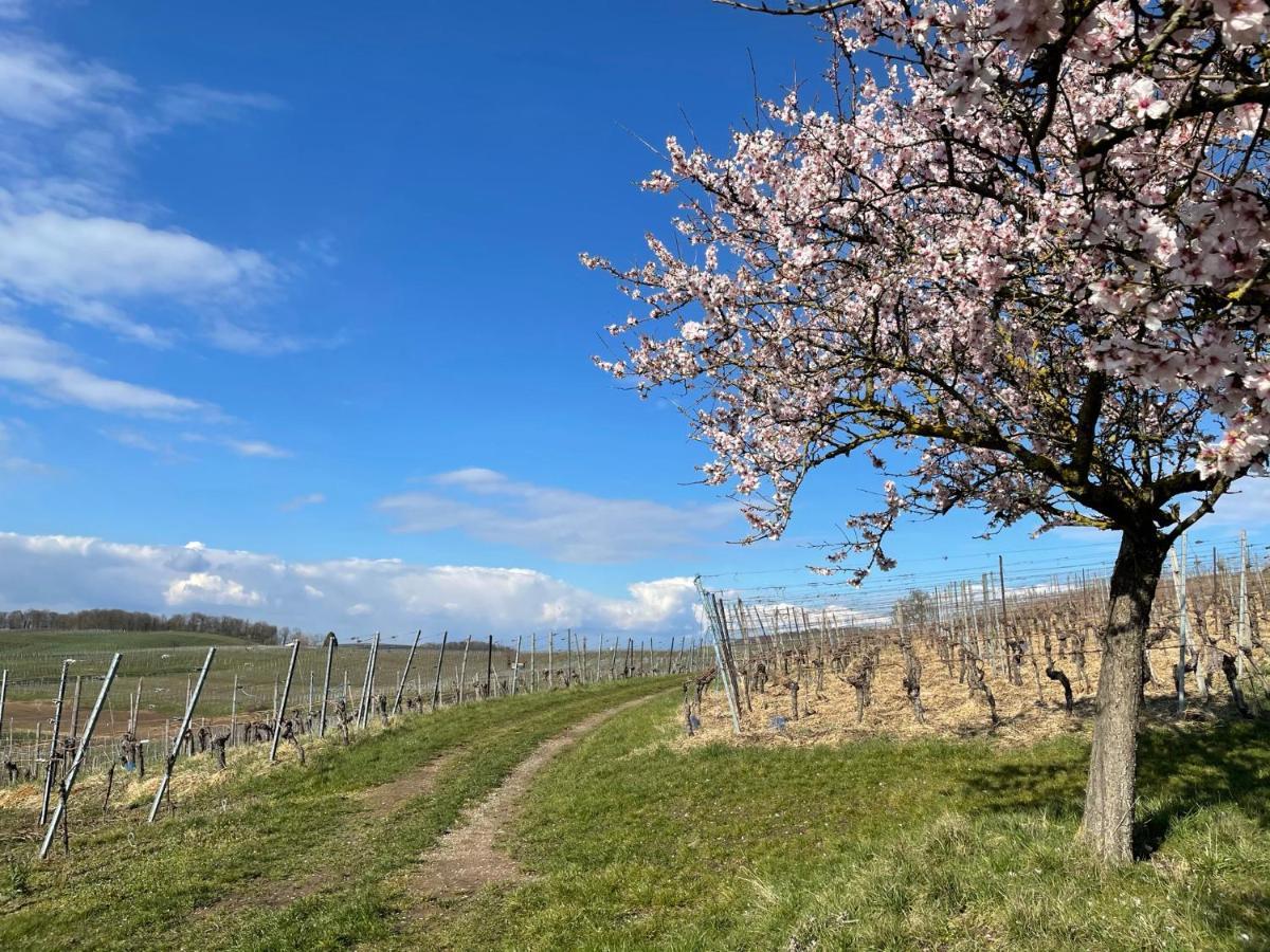 Weingut & Strausswirtschaft Vogel Apartment Vogtsburg Exterior photo